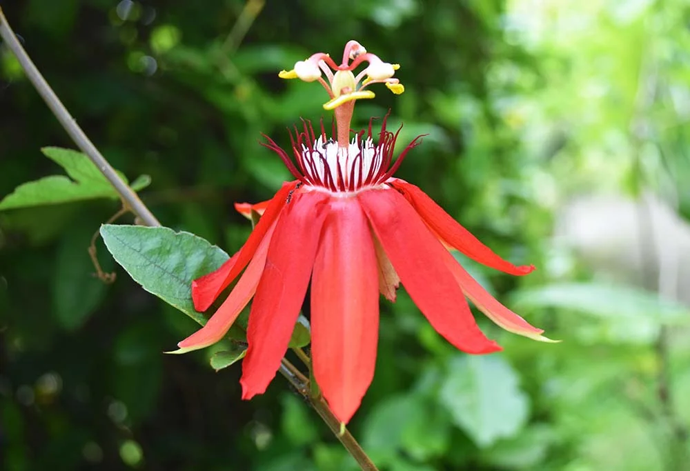 The tropical gardens were full of brightly colored flowers in bloom. 