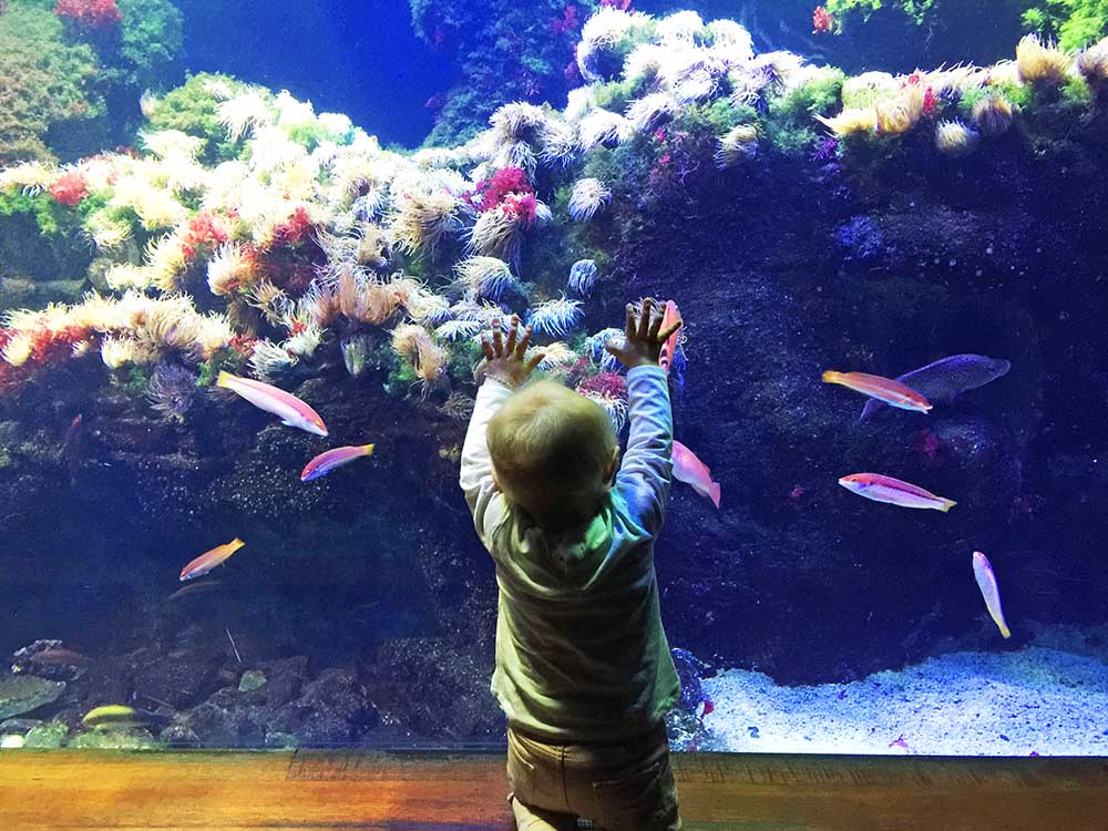 Rosie loved our visit to the San Sebastián Aquarium. 