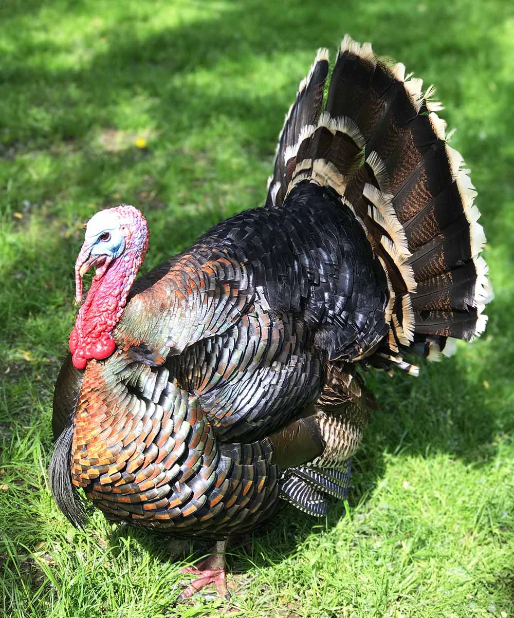  An ebullient turkey at Kangaroo Creek Farm . Can you imagine Rosie when she saw this magnificnet creature?!