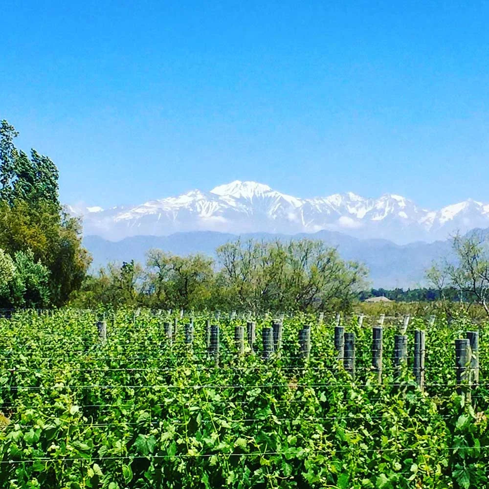Everywhere you look in Mendoza, the Andes mountains provide a backdrop of beauty and wonder. Don't they look increbible here, behind the grape vines?