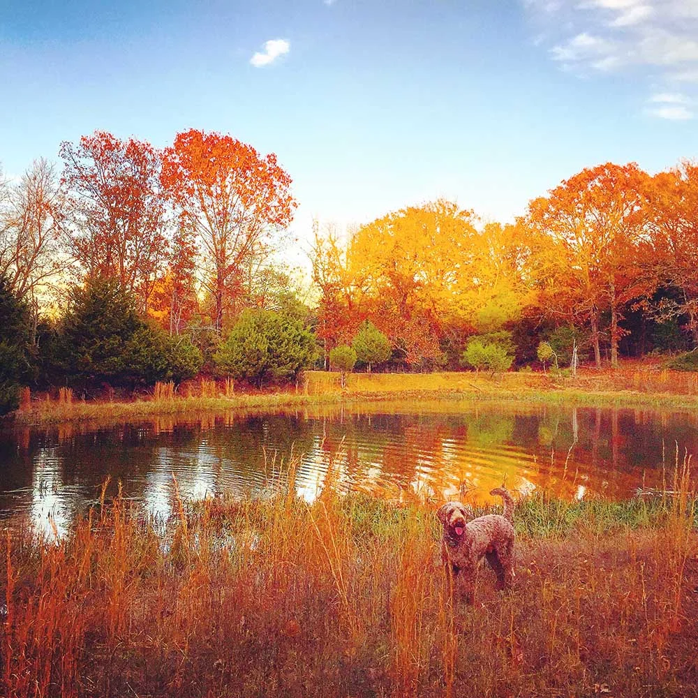 The stunning Fall colors in the charming city of Fayetteville, Arkansas. 