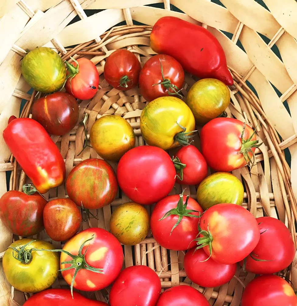 Organic, heirloom tomatoes. 
