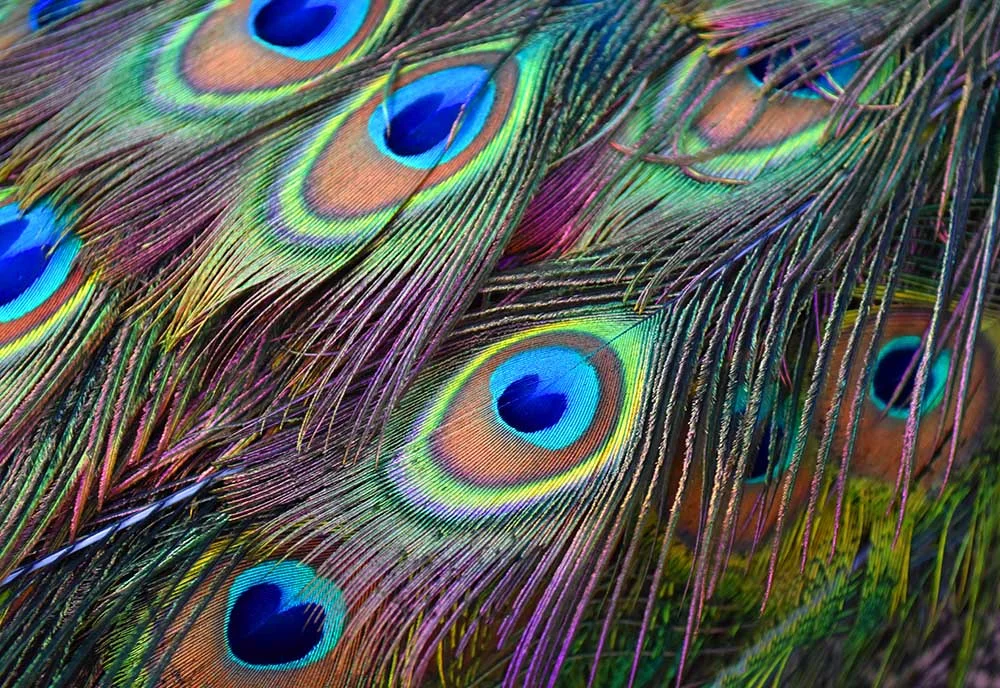 Peacock Close Up.jpg