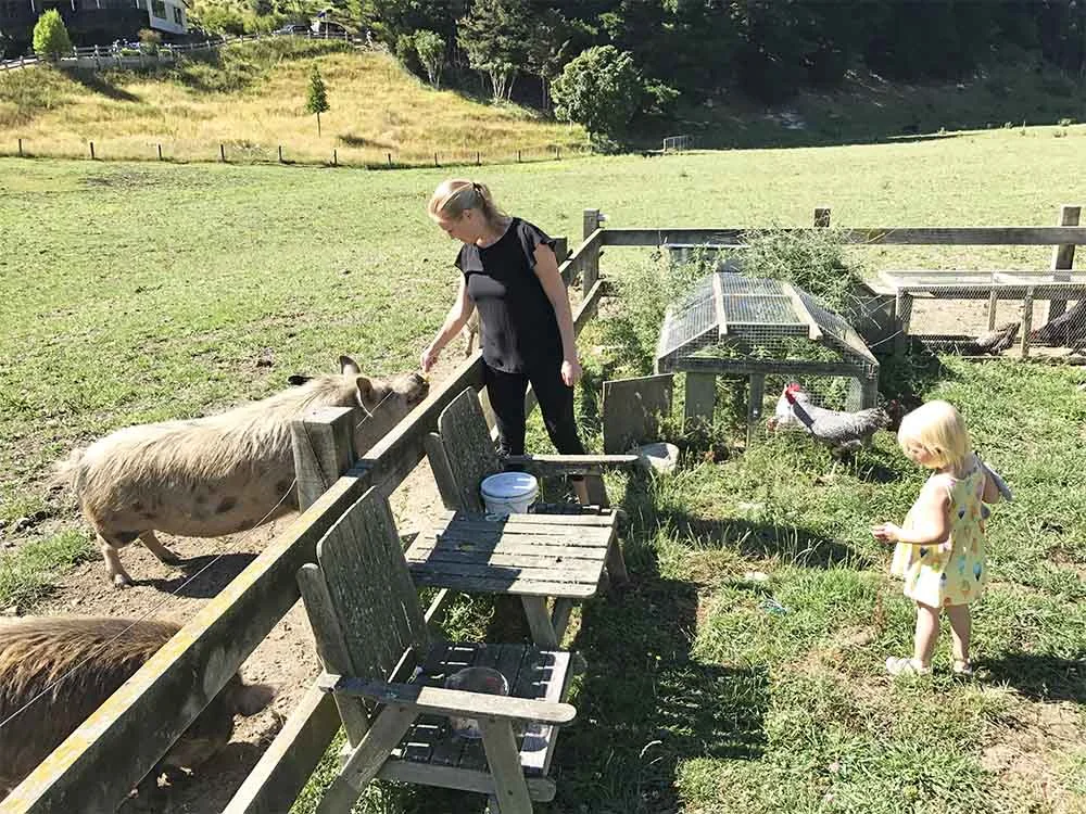 One of these pigs was deaf, and the other blind. Needless to say their sense of smell, and delight for food, was well honed. 