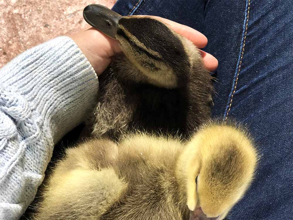Rosie had a friend come over for a play date, and she bought her pet baby duck and goose. They have been hand reared and love human contact. The goose fell asleep in my lap! 