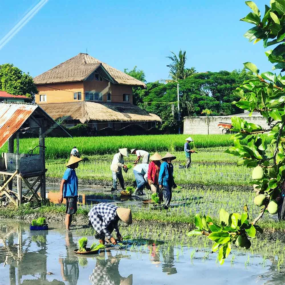 The view from our kitchen window. We love living surrounded by rice fields and nature. 