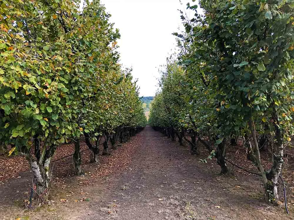 A row of hazelnut trees in the farm, where everything was beautifully maintained.