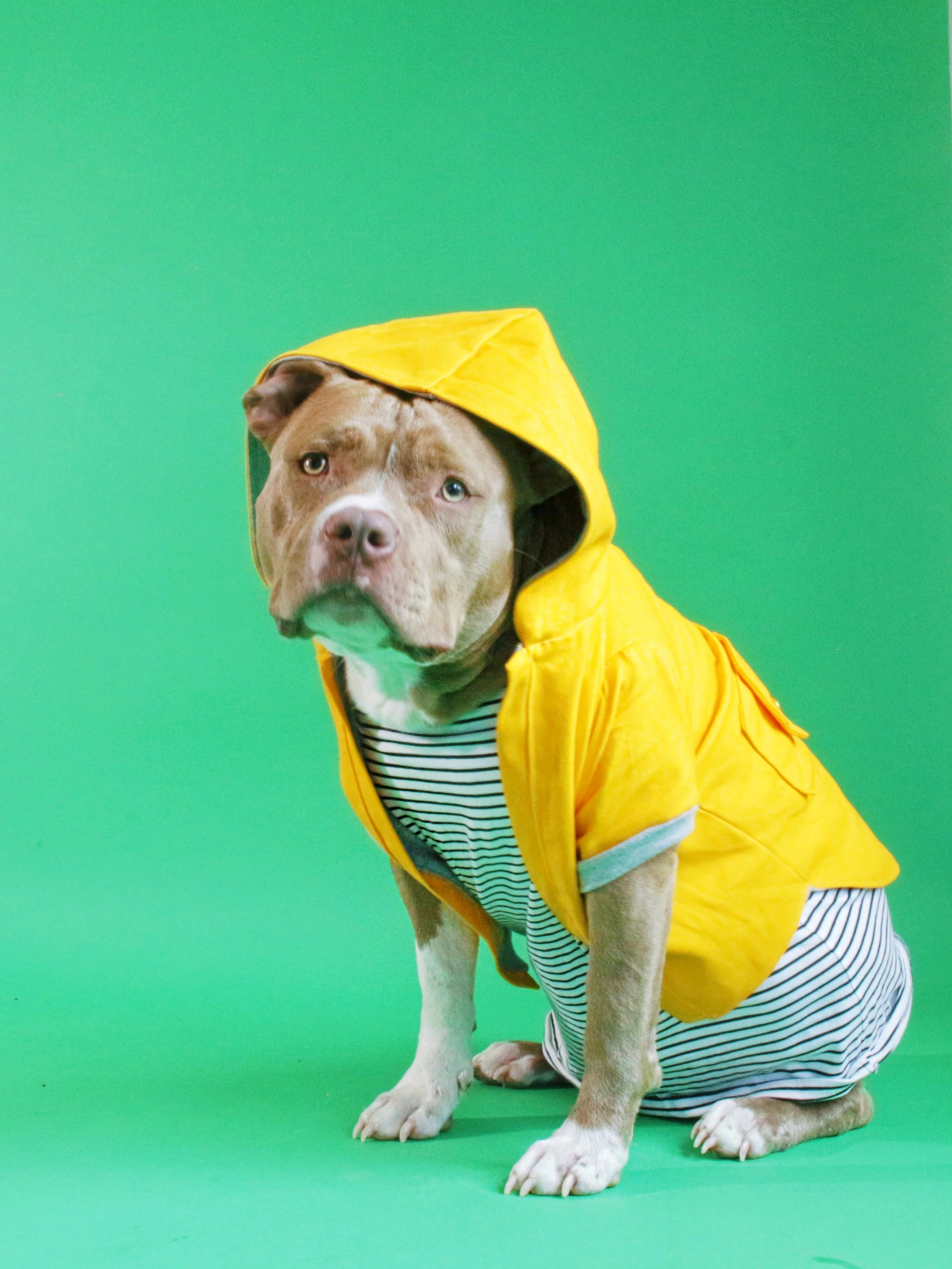 Puppy Street Style: Anorak Jacket