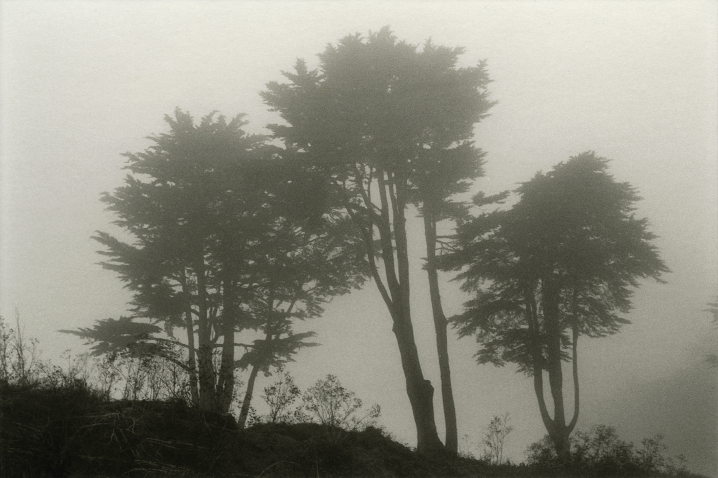 Golden Gate Park