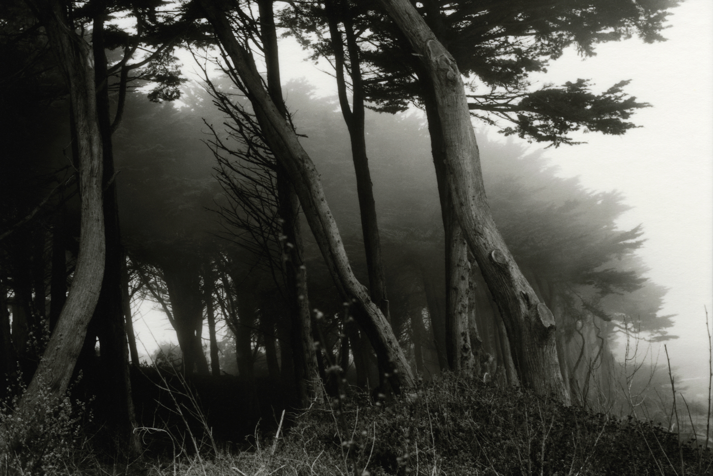 Golden Gate Park