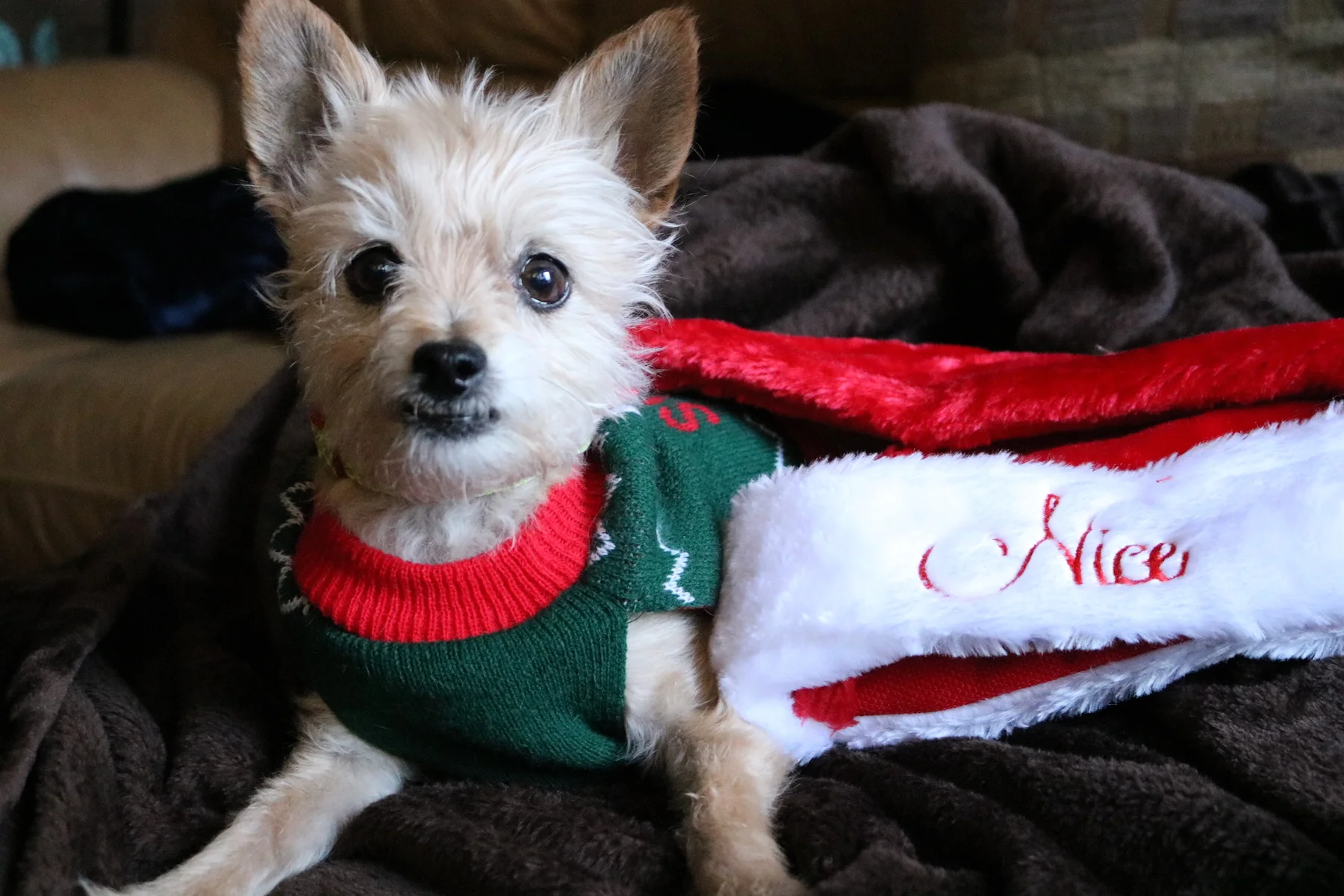 happy HOWL-idays! love, izzie