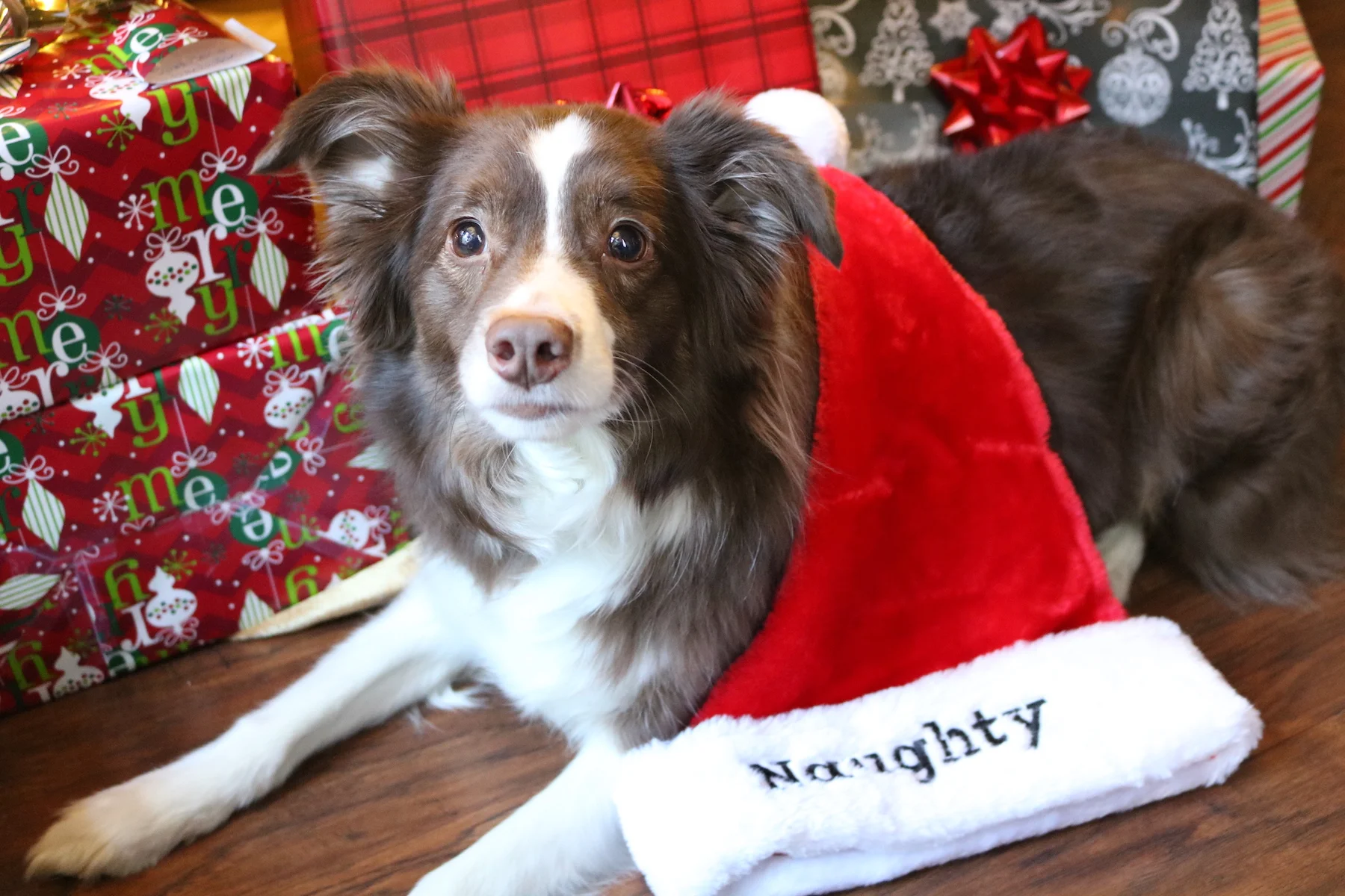 hope santa paws bring you something good! love, tucker
