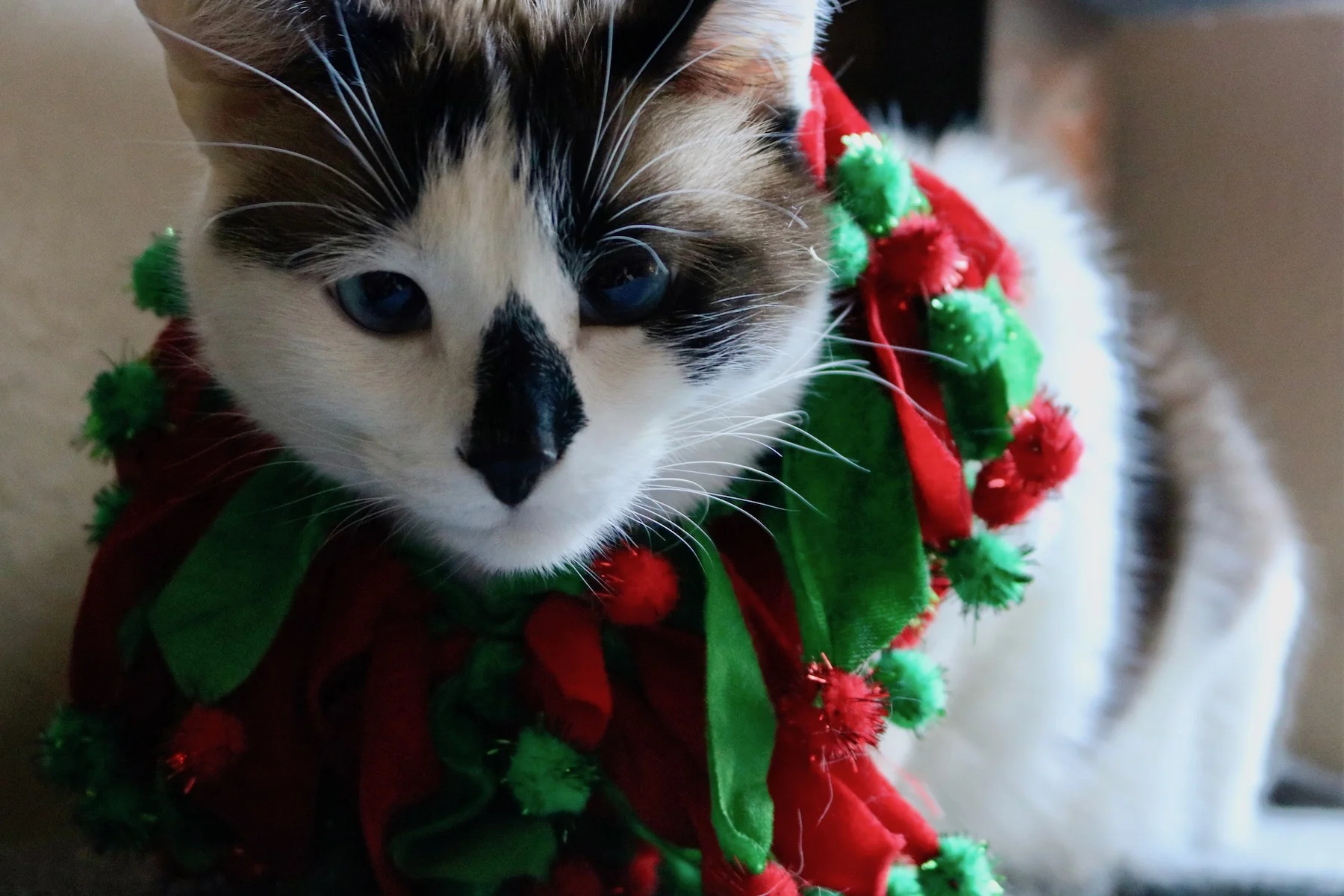 MEOW-y christmas! love, ella
