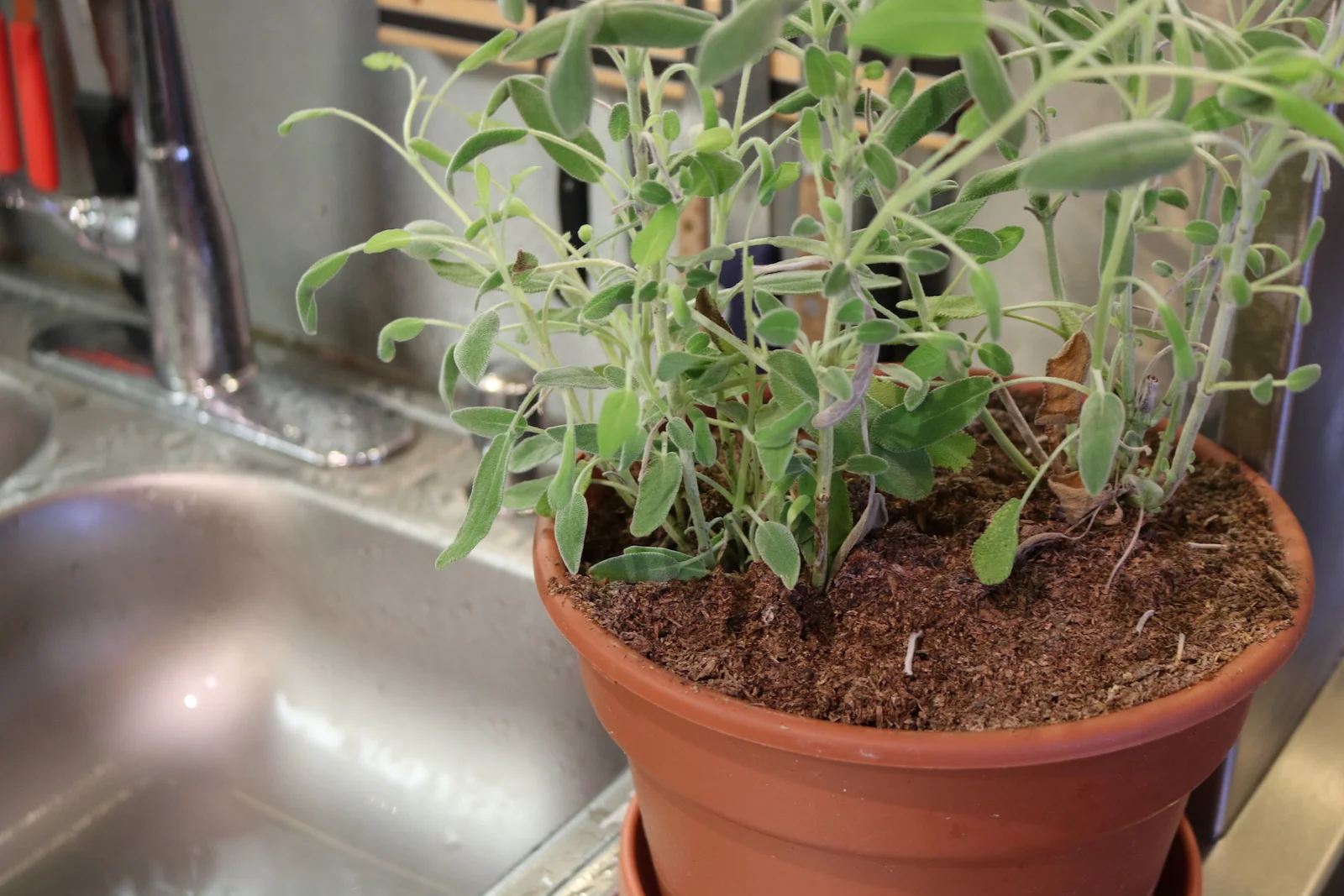fresh sage