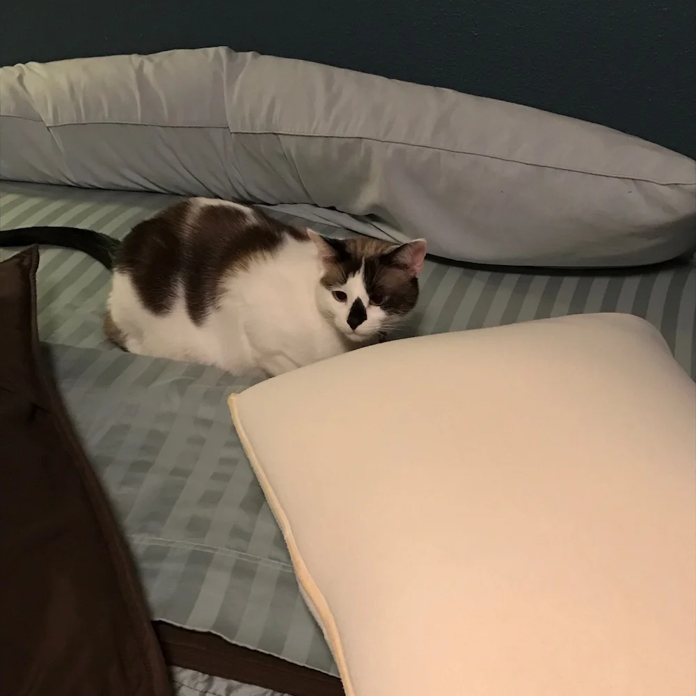 "try making the bed"