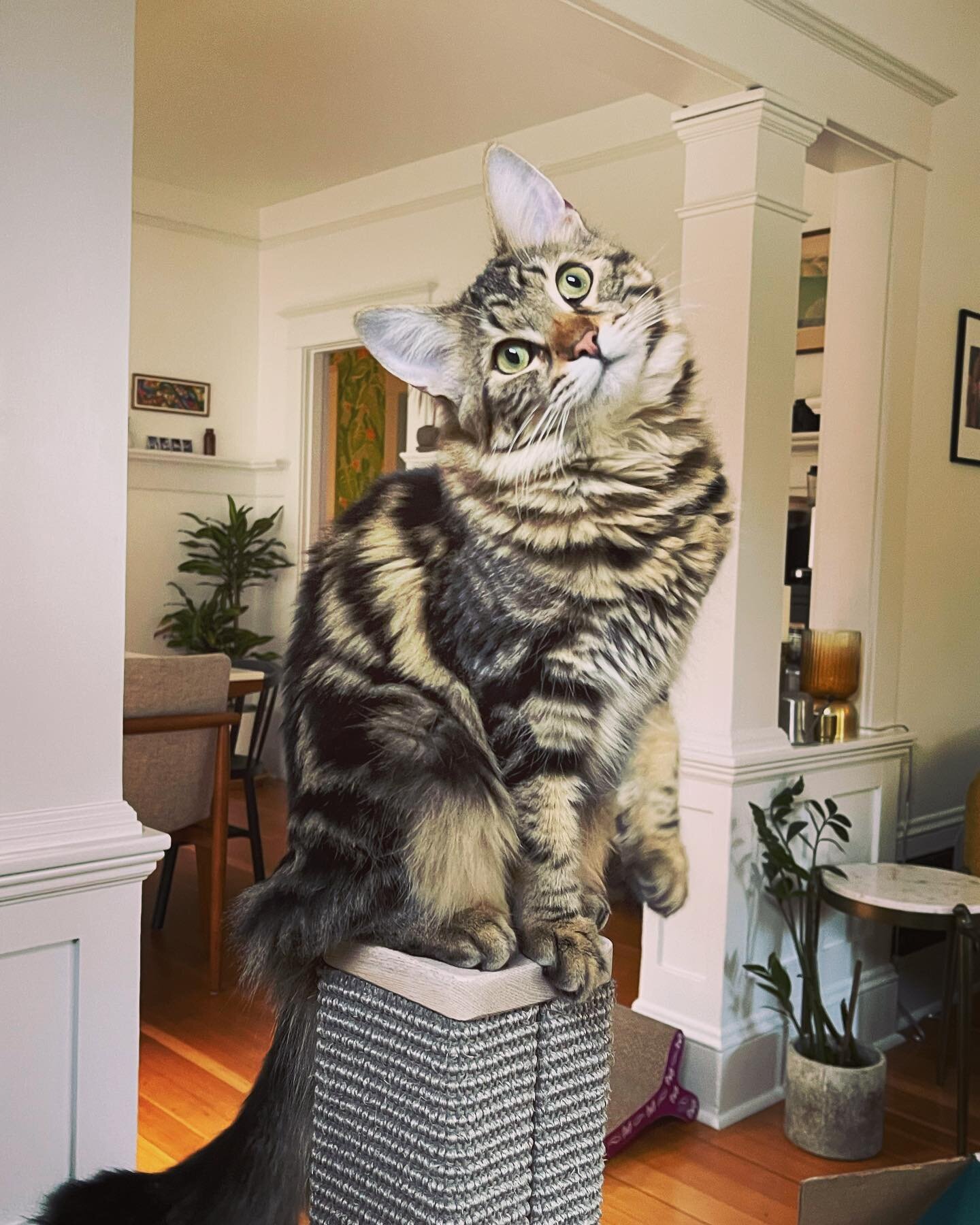 Hopper fearlessly catapulted herself across the room to the top of a tall cat scratcher to strike this pose. #catsofinstagram #pdxcat #catsitter #catskills #adventurecats #catscatscats