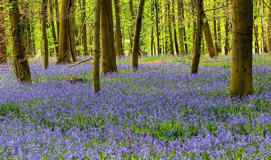 flower-nature-plant-tree-forest-forest-path.jpg
