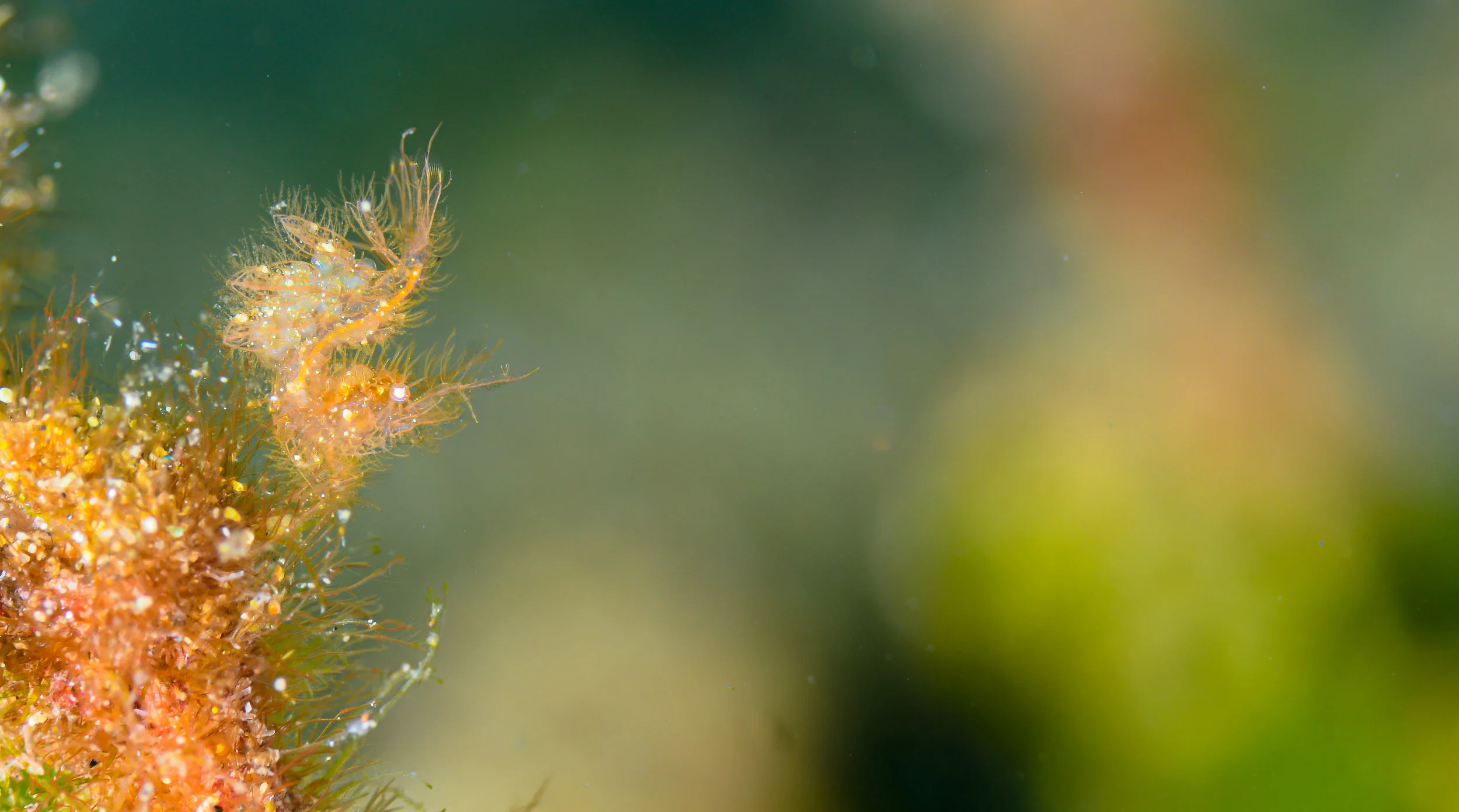 hairyshrimp.jpg
