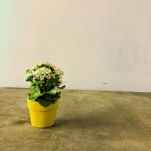 Did you remember to water your plants today? Nurture yourself.