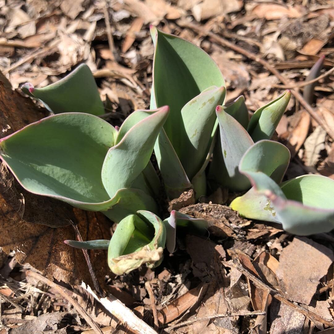 Spring has sprung! Make a reservation on our website and join us for dinner on the patio tonight!