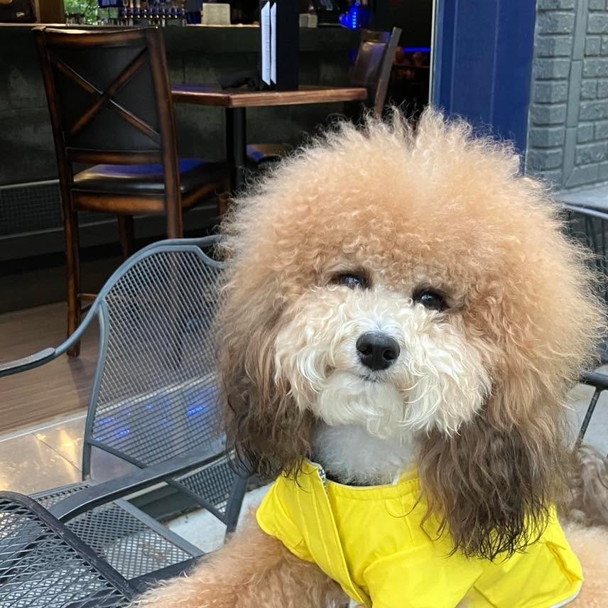 Meet Little Ollie Sunshine! He strolled by La Mesa tonight and popped in to enjoy the patio. He&rsquo;s such a good boy! He also asked us to direct you to his Insta account. 🤷&zwj;♀️ @littleolliesunshine