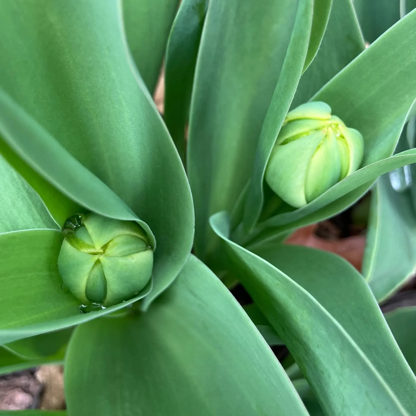 🌱Signs of spring. Patio season isn&rsquo;t far off! ☀️