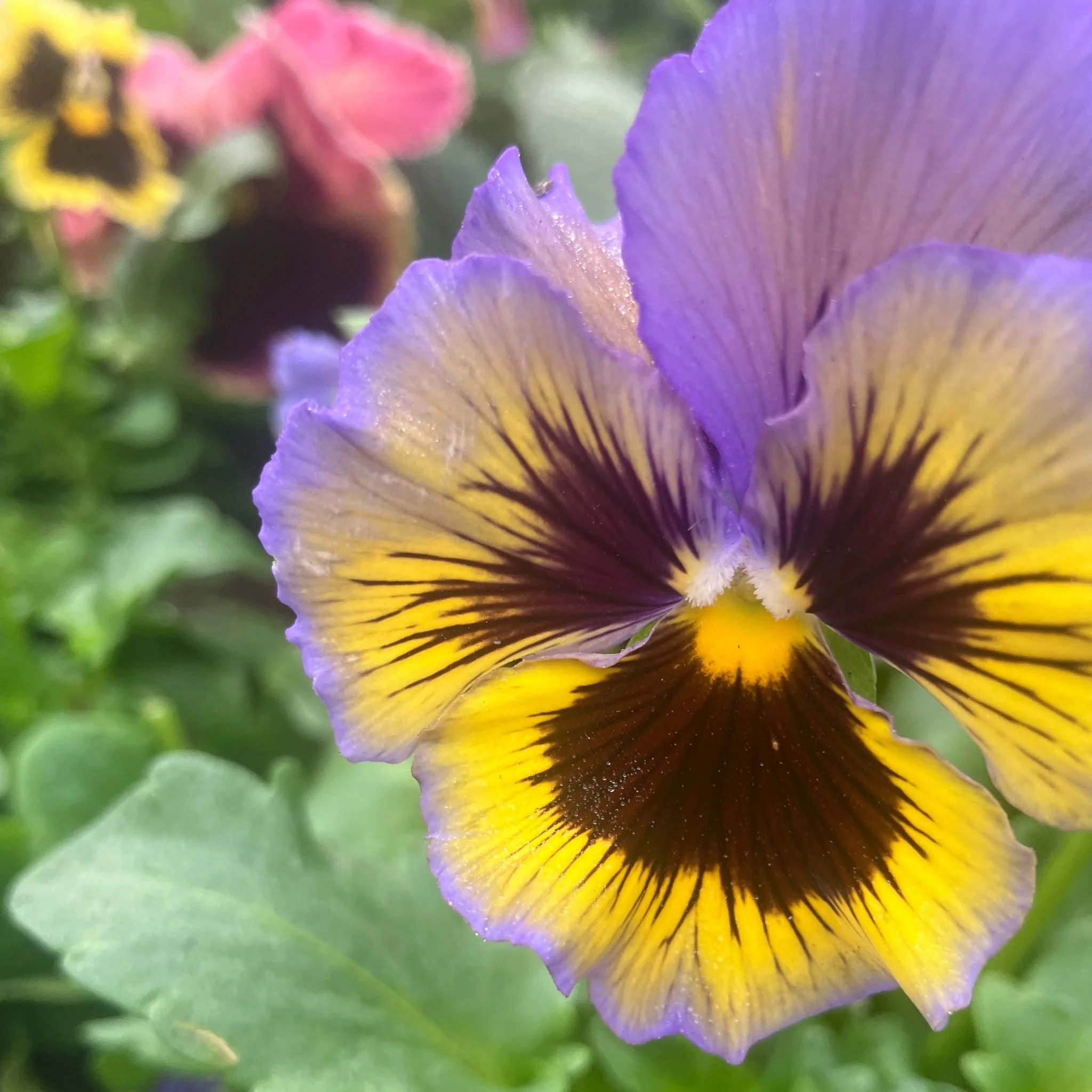 This week's cocktail - the Bryn Mawr Garden Tour. 
Bombay Sapphire, chamomile, lime, dandelion bitters, and a garden pansy. 

Or - with Pr&iacute;ncipe de los Ap&oacute;stoles yerba mate gin (Argentina). 

A bright, herbaceous way to mark the start o