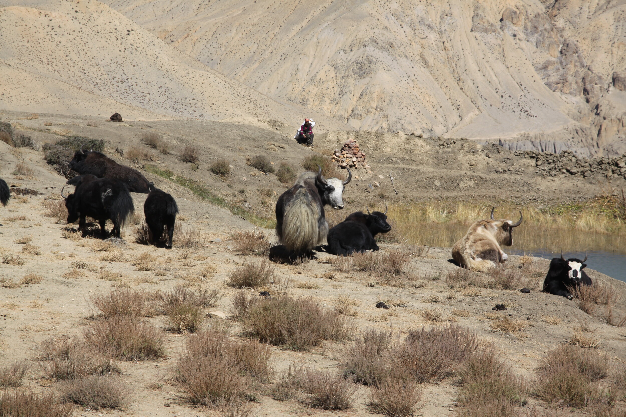 9 derniers yaks de Dhye.JPG