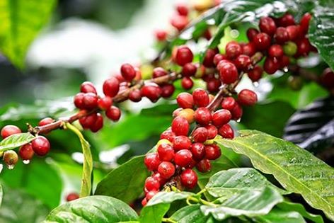 Coffee berries on a coffee bush