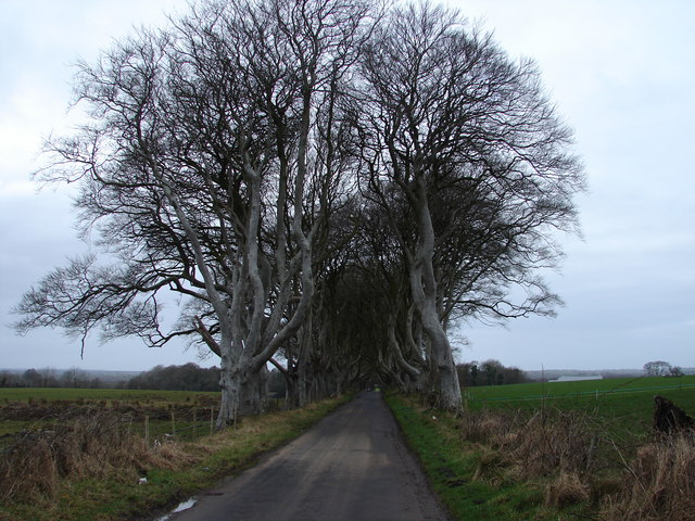 Dark_Hedge,_Bregagh_Road_Looking_from_the_'Outside'_-_geograph.org.uk_-_515098.jpg