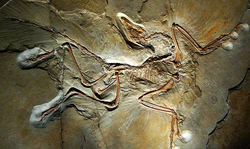 Archaeopteryx Fossil, nguồn cảm hứng đằng sau việc xây dựng thương hiệu ARC'TERYX.