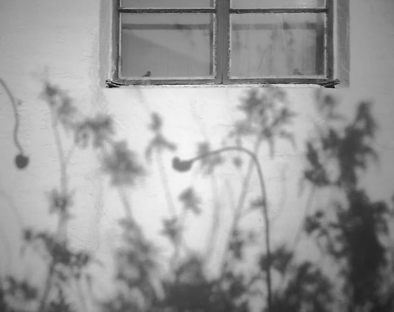 Sunflowers and Trumpet Vine