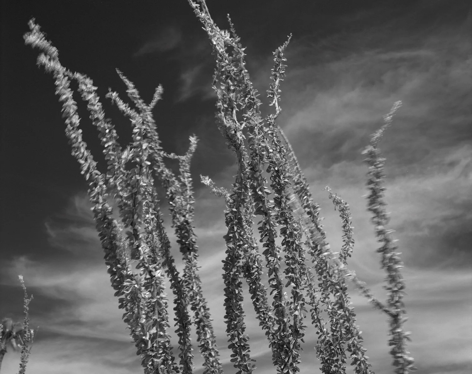Ocotillo Bouquet