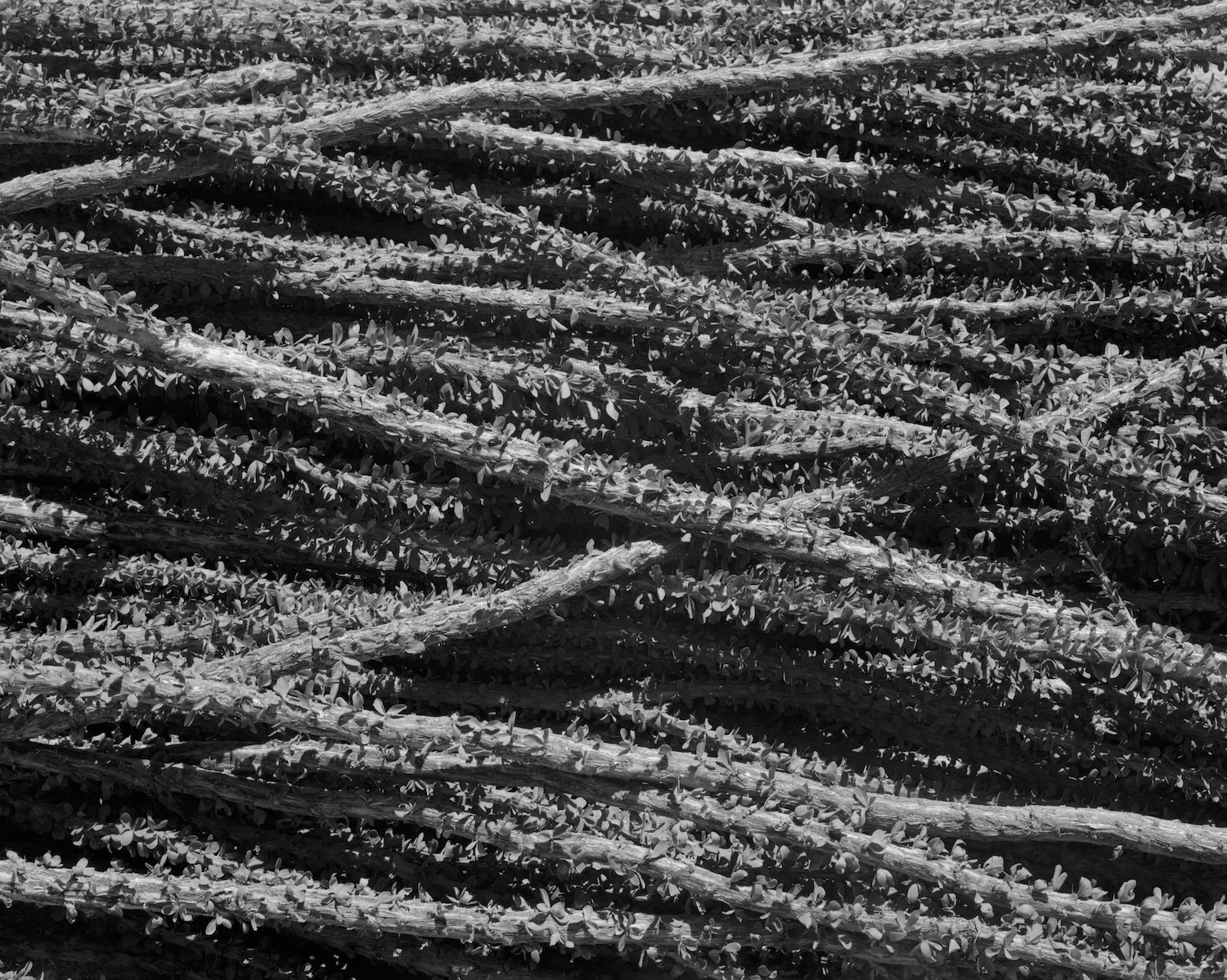 Ocotillo Harvest