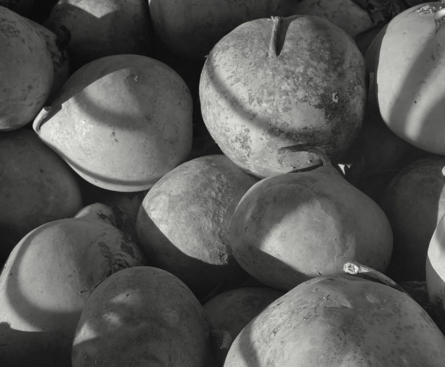 Gourds