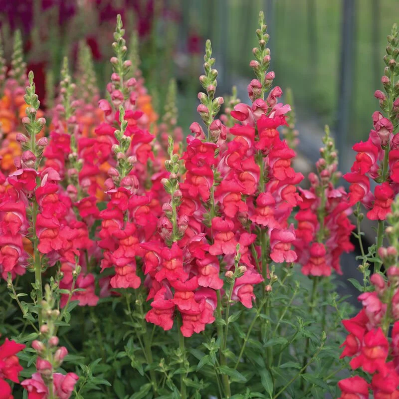 snapdragonmarylandmix4.jpg