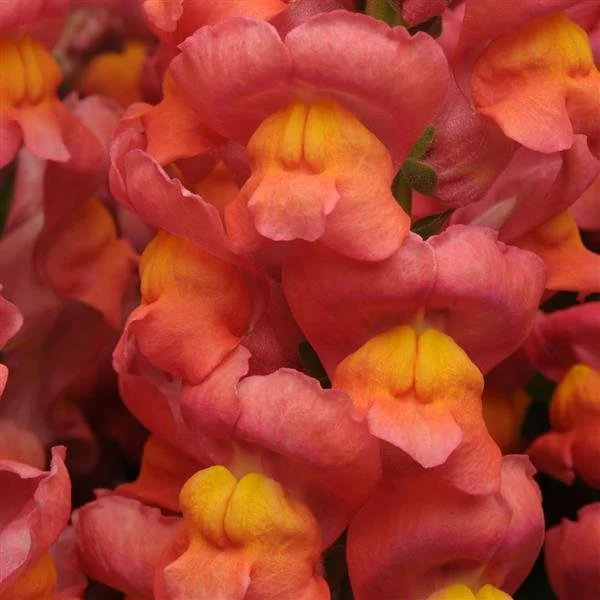 snapdragonmarylandmix.jpg