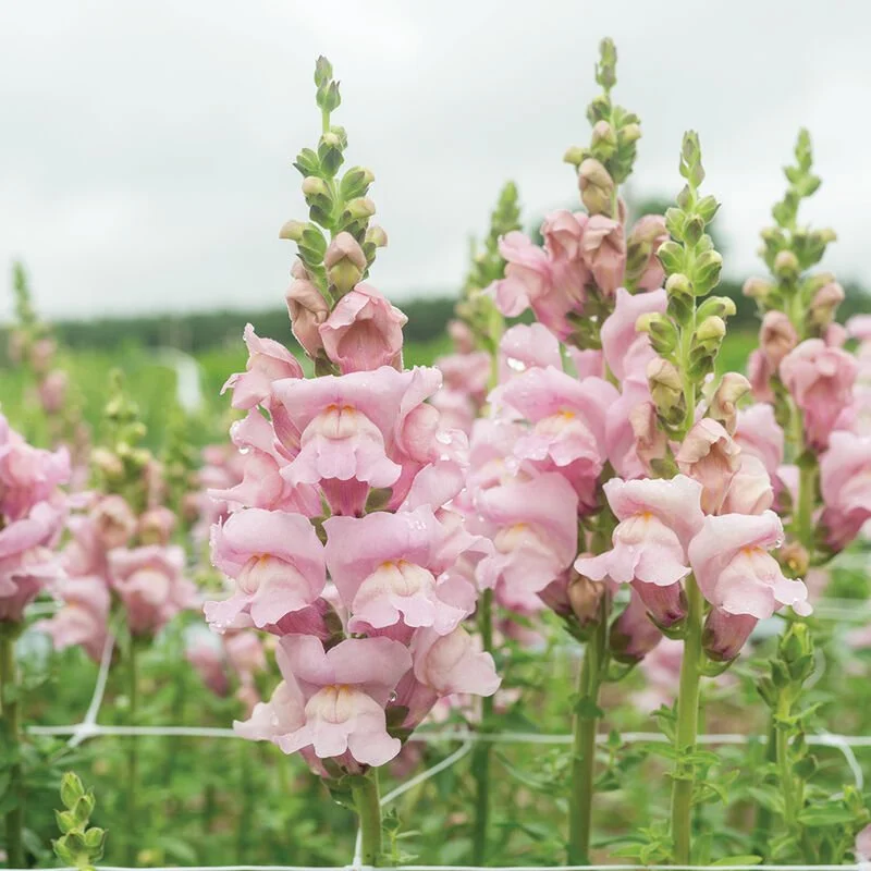 snapdragonlavender.jpg