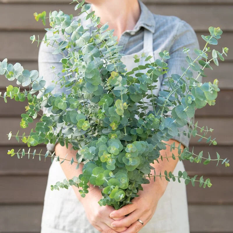 eucalyptusbabyblue.jpg