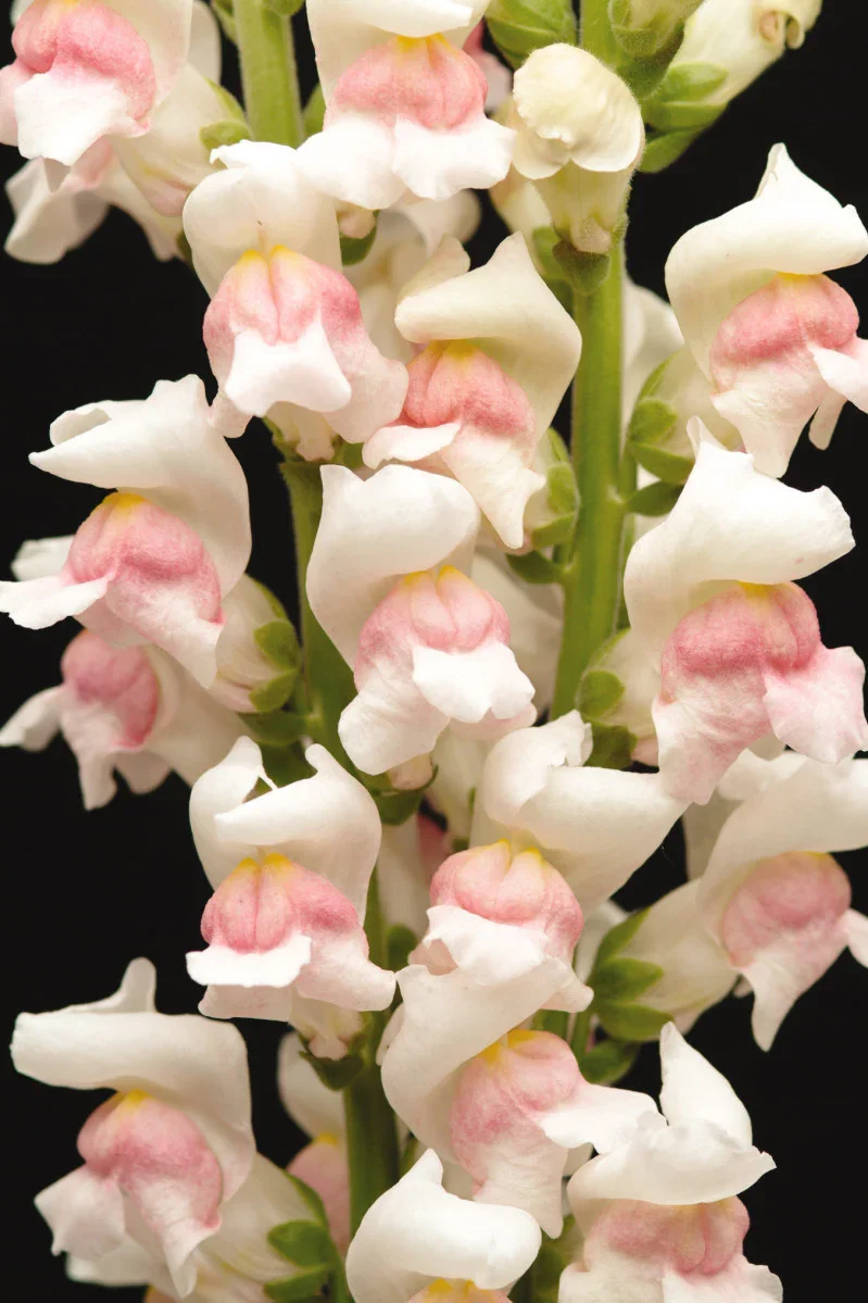 snapdragonmarylandmix2.webp