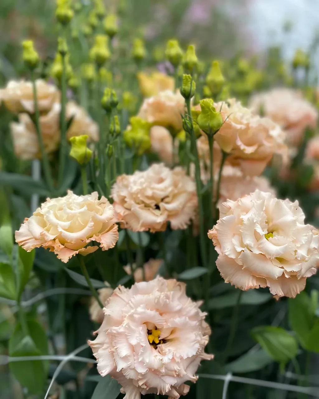 lisianthuscelebapricot.webp