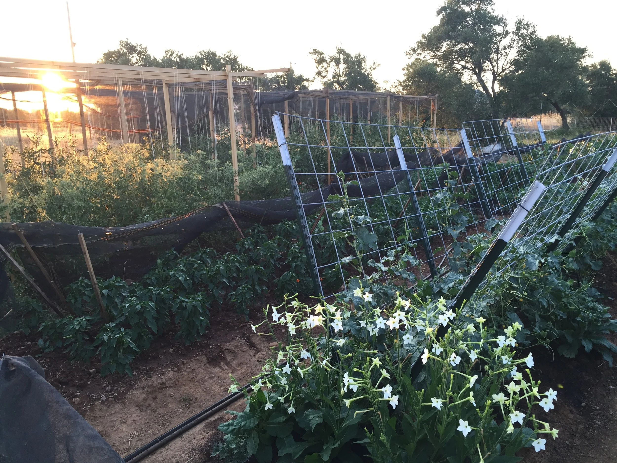  The peppers are developing and the cucumbers are developing... and the  nicotiana , a beautifully night-scented blossom, helps to keep the pests away! 