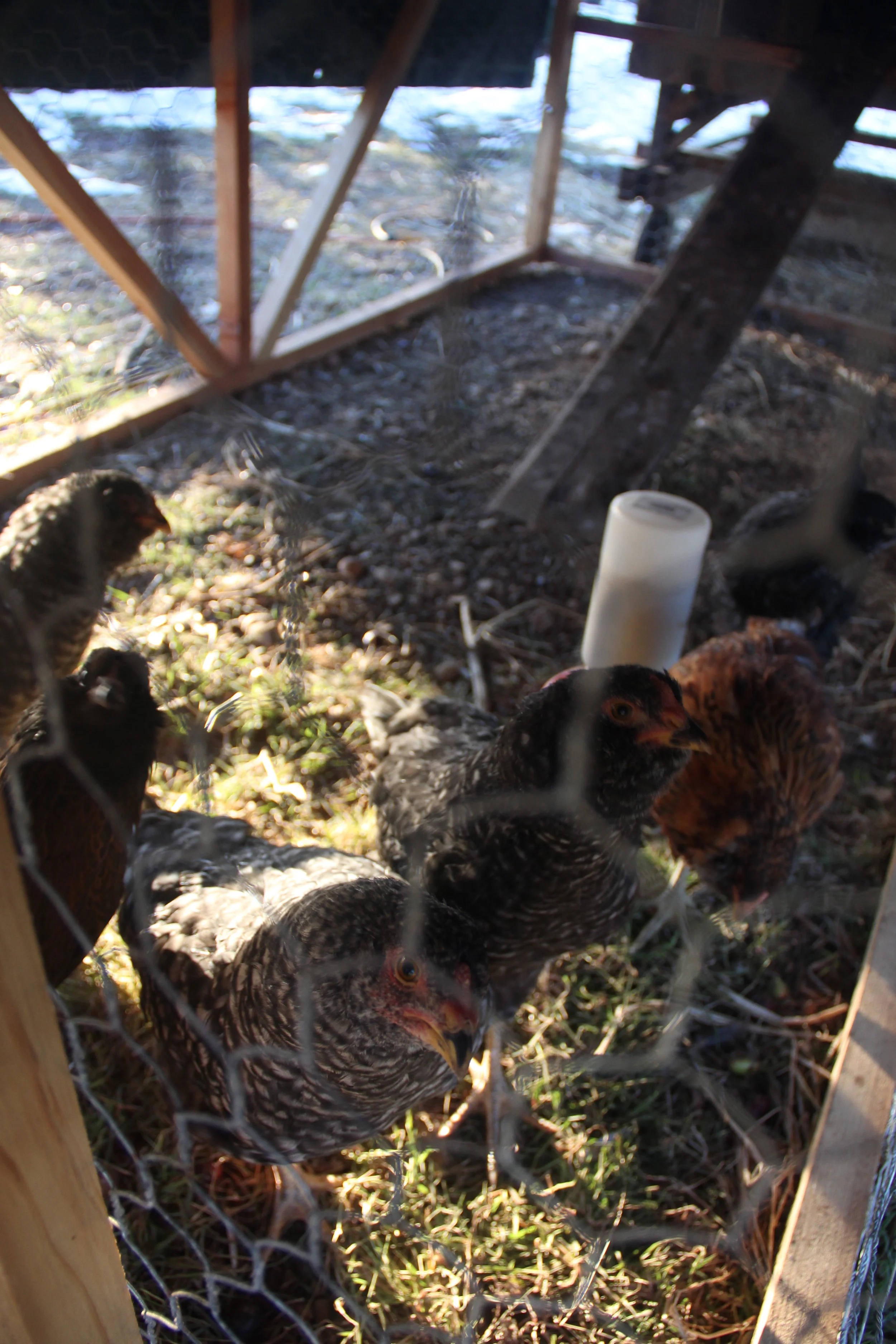 Pullets in winter