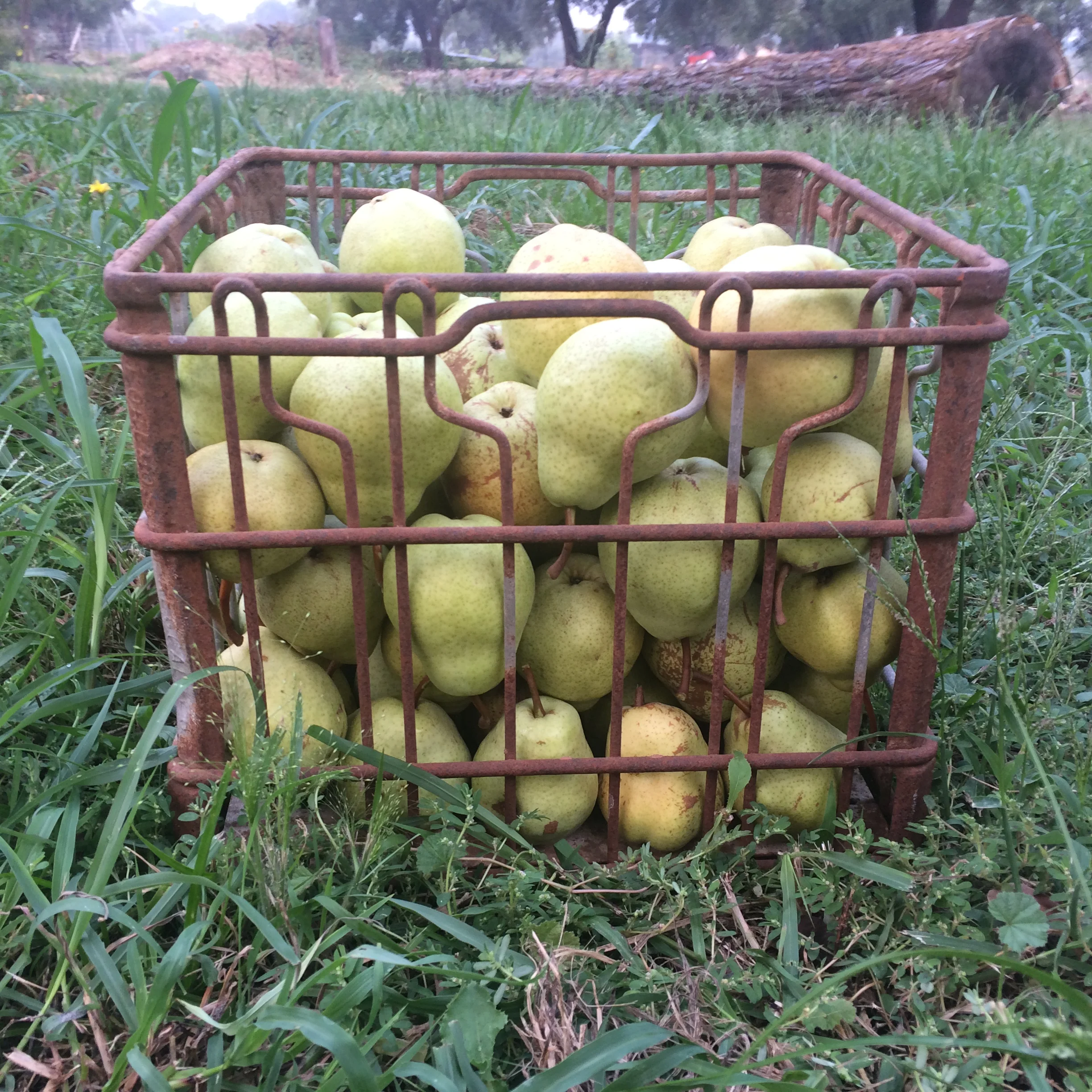 Bartlett Pears