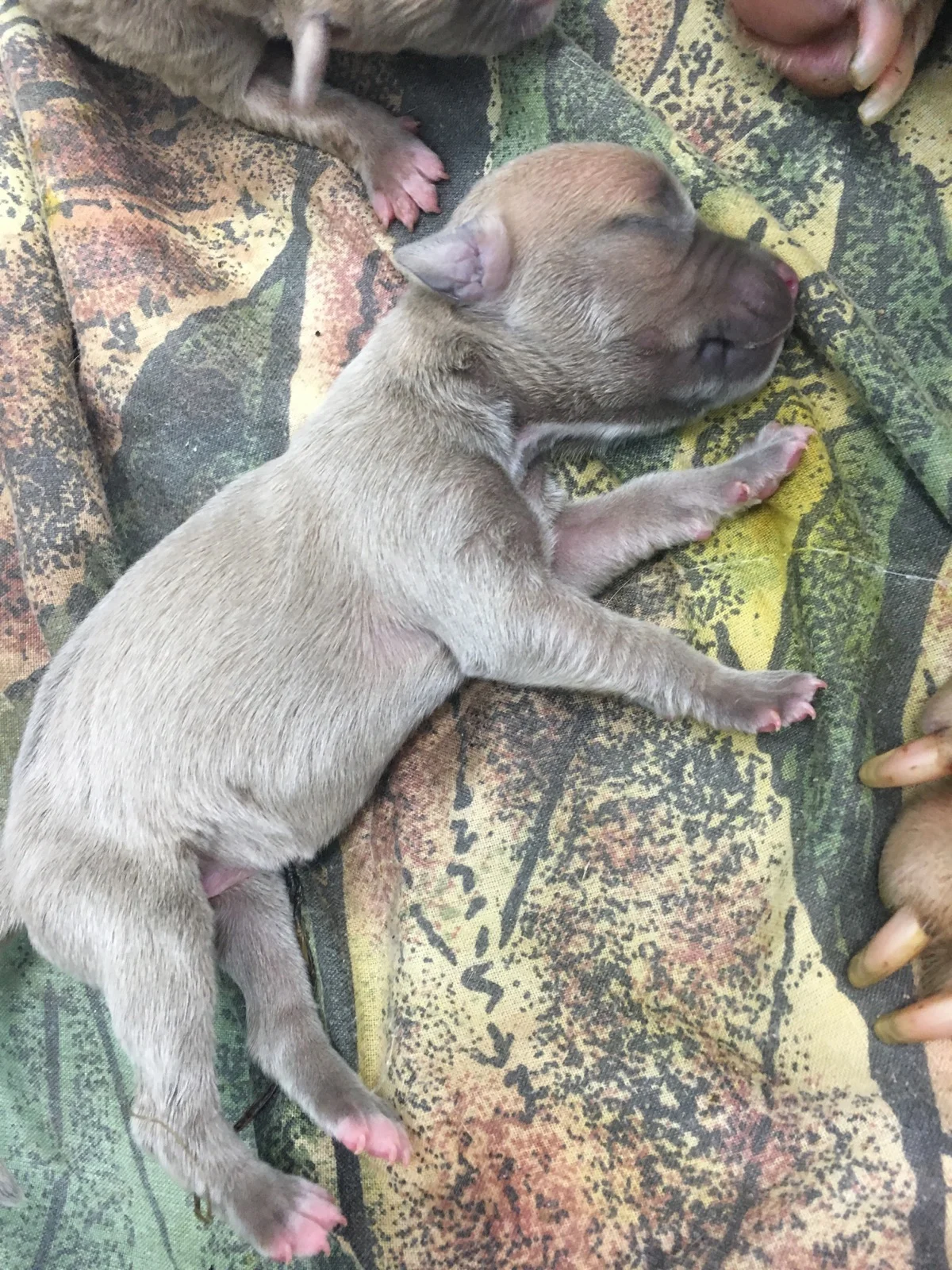 dreaming of a better place " Rescue Dogs Rock"