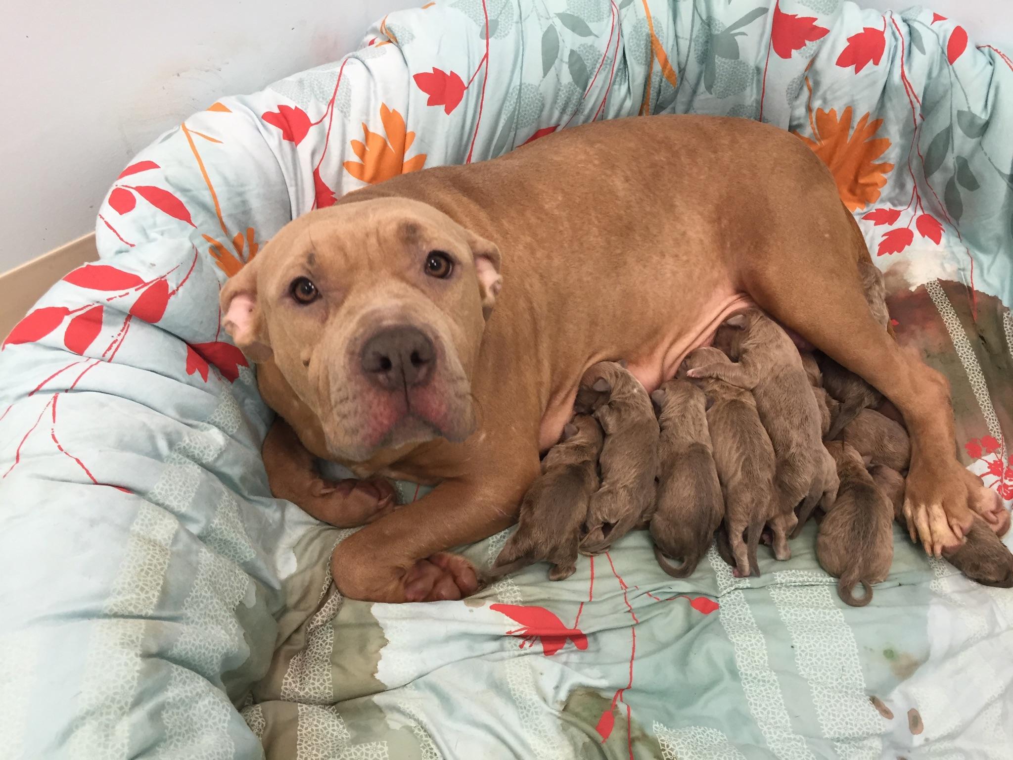 Mom and her babies ready for their trip to safety in MD. C/O Rescue Dogs rock