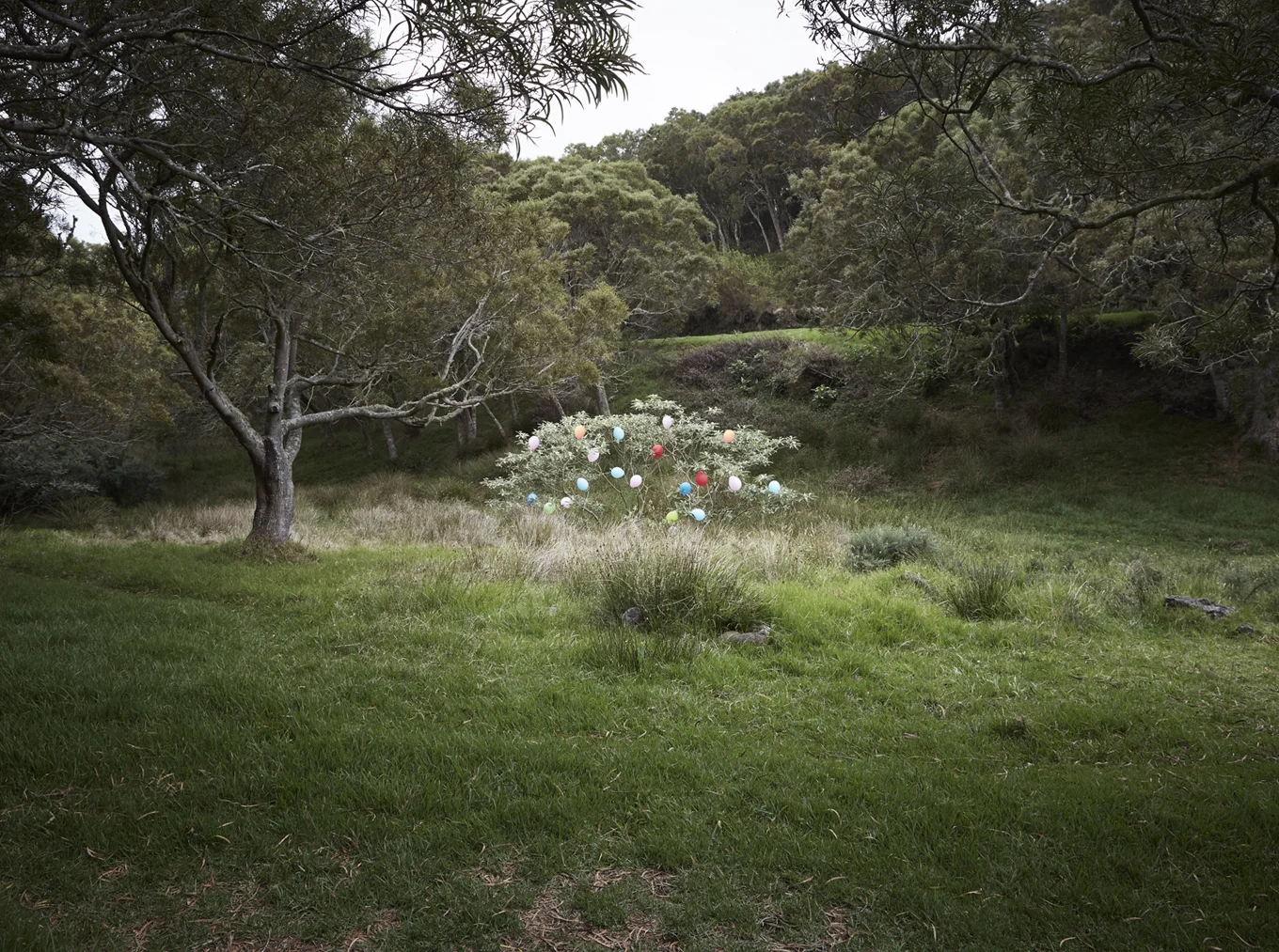 The tree - La réunion 2016