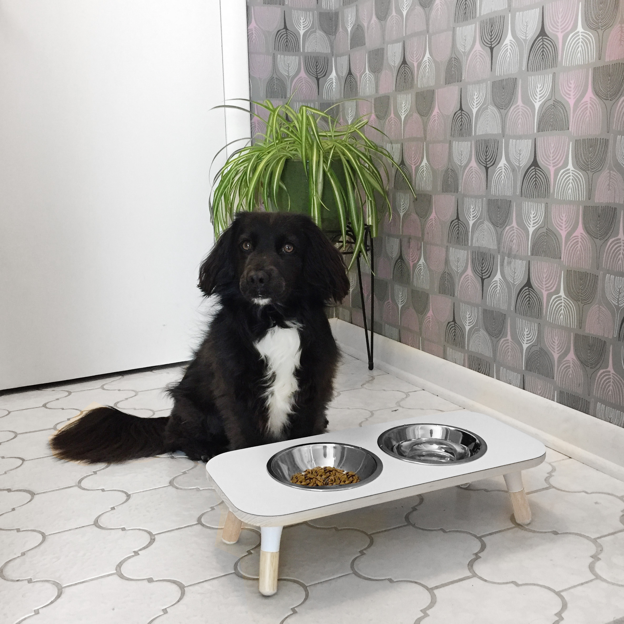 Dog Holder.jpg