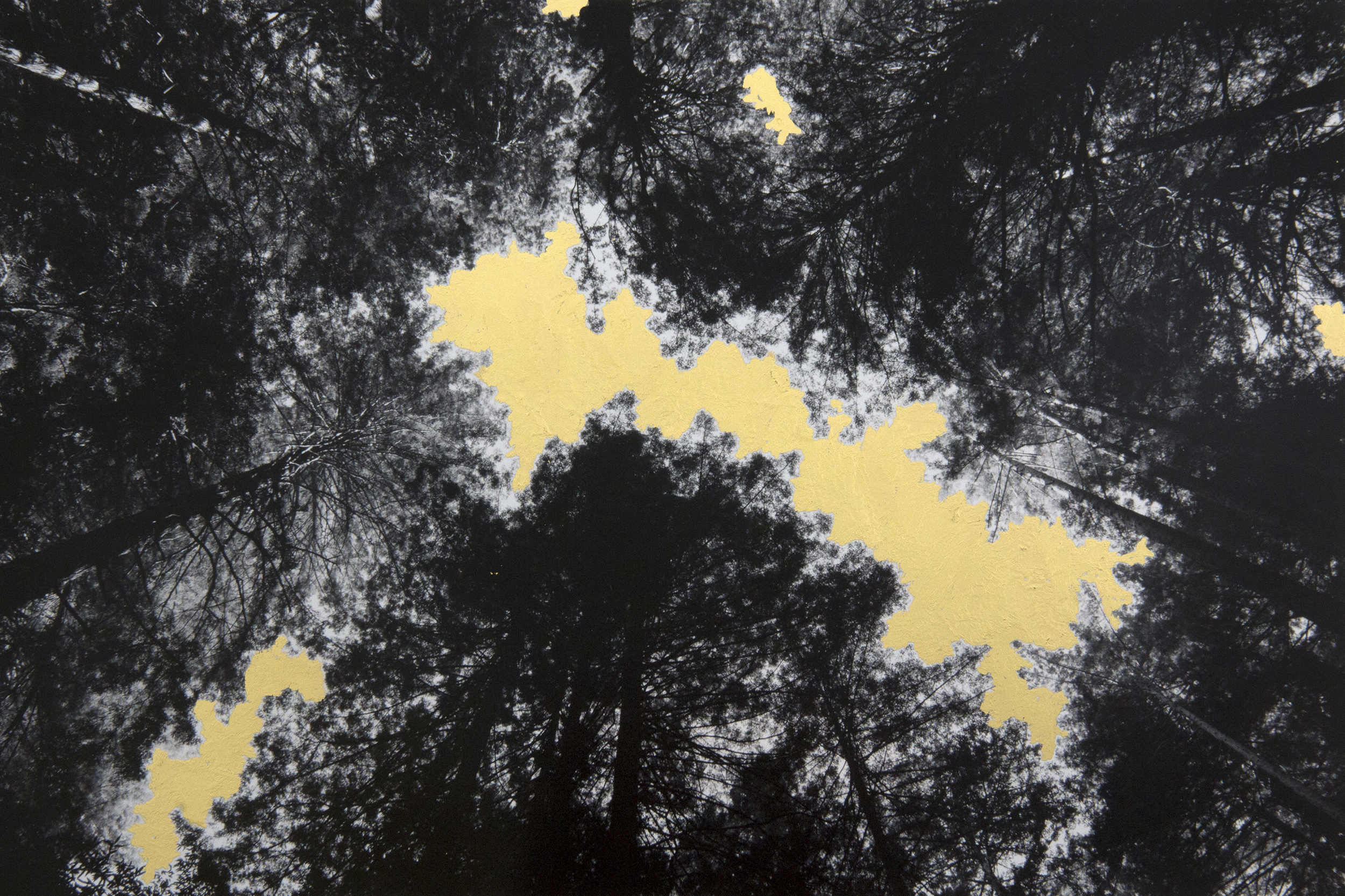 Canopy, 2014, digital pigment print with 22K gold leaf