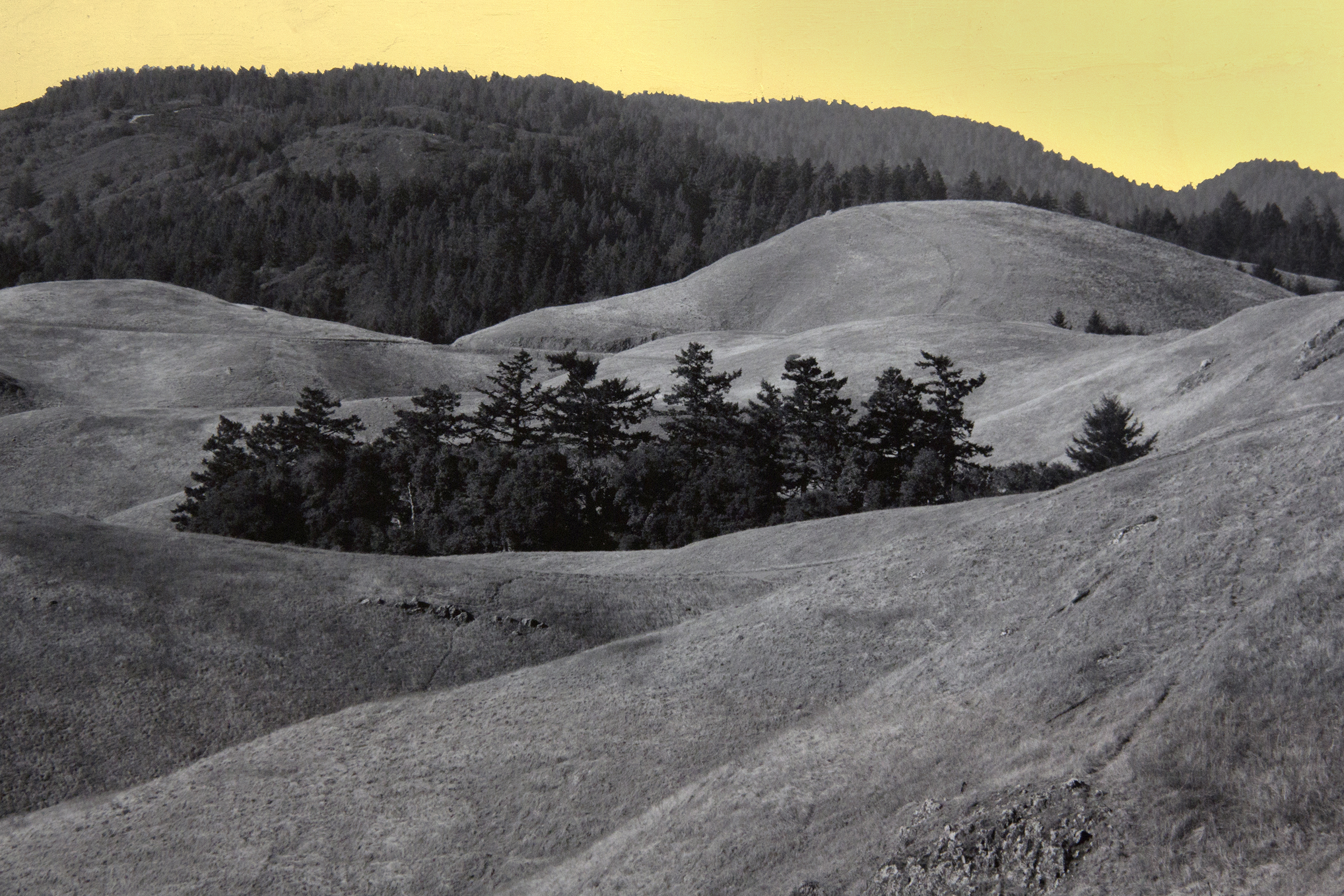 Stand, Northern California, 2013, digital pigment print with 22K gold leaf